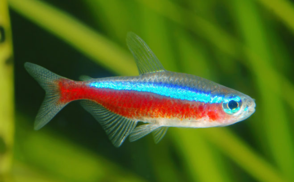 Daftar Harga Ikan Neon Tetra Terbaru Juli 2022 Suka Ikan