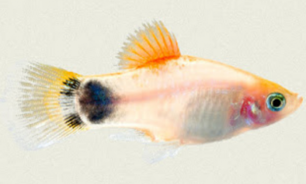 Ikan Platy Tricolor Mickey Mouse