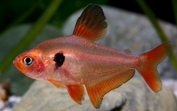 Ikan Serpae Tetra
