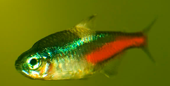 Penyakit Ikan Neon Tetra Disease