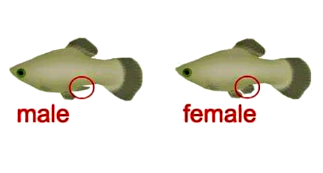 Cara Membedakan Ikan Jantan dan Betina