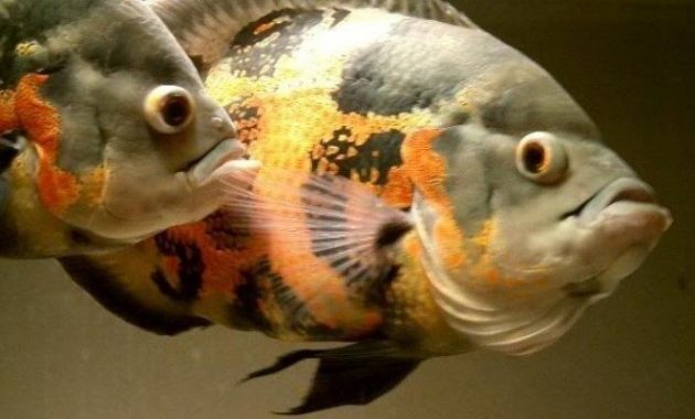 √ Cara Membedakan Ikan Oscar Jantan dan Betina - Suka Ikan