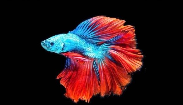 Ikan Cupang Cantik