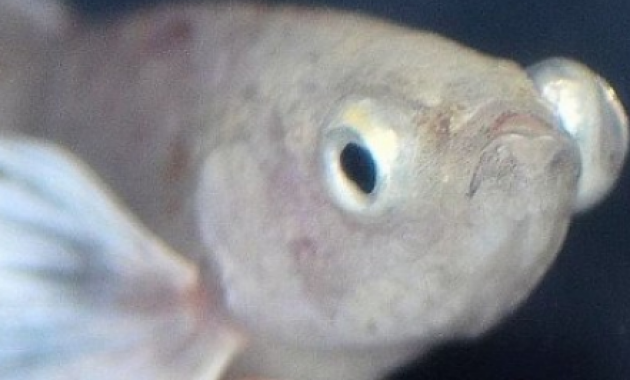 Ikan Cupang Terkena Pop Eye