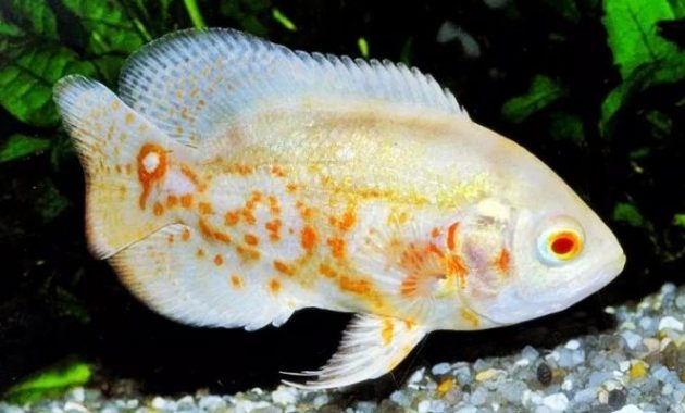 Ikan Oscar Albino