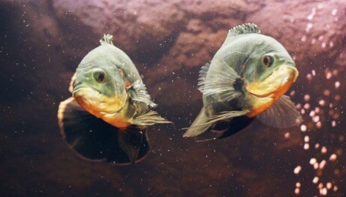 Ikan Oscar Jantan dan Betina