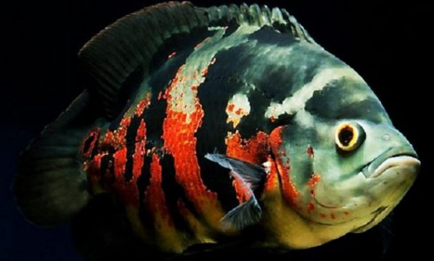 Ikan Oscar Lapar