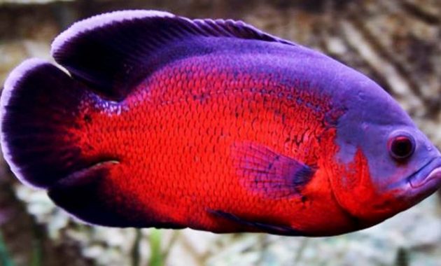 Ikan Oscar Red