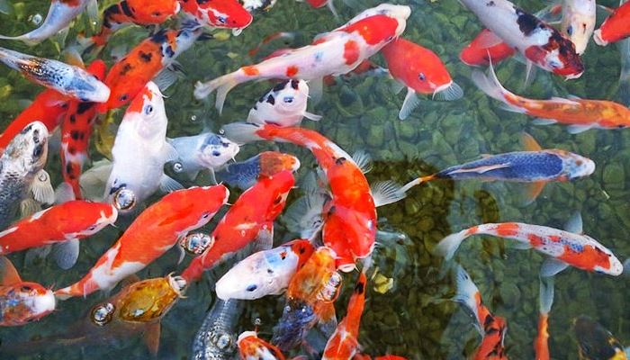 Cara Budidaya Ikan Koi Panduan Untuk Pemula Suka Ikan