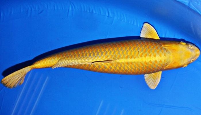 Ikan Koi Chagoi