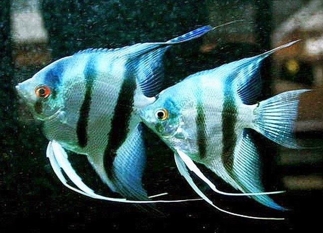Ikan Manfish Jantan dan Betina