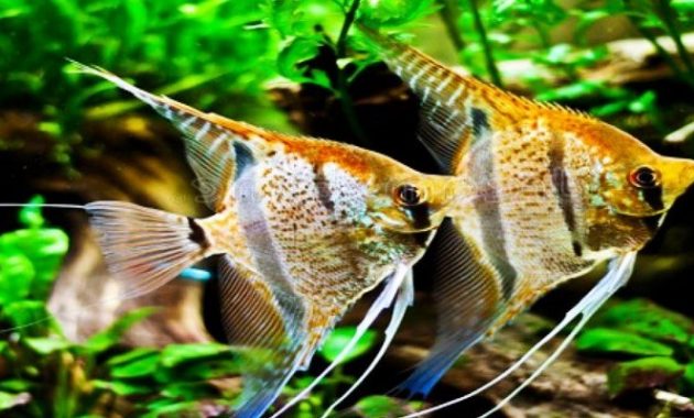 Cara Merawat Ikan Manfish
