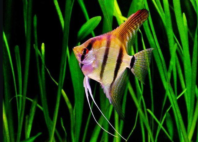 Ikan Manfish Altum