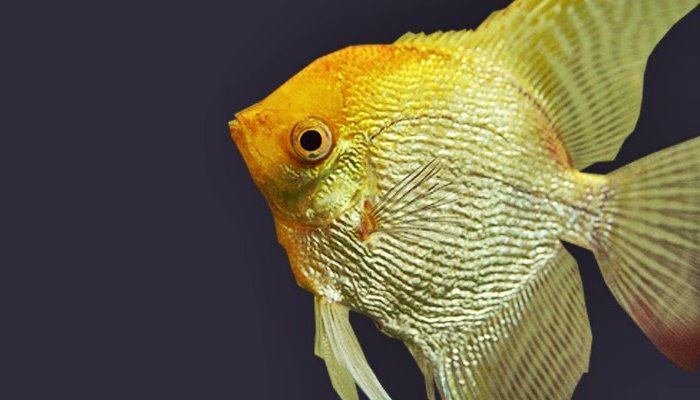 Ikan Manfish Gold