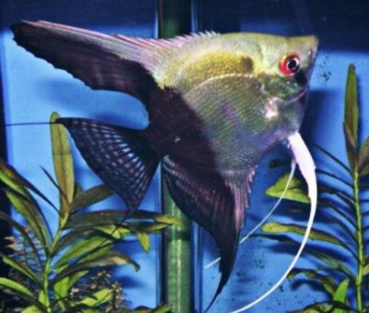 Ikan Manfish Half-Black Angelfish