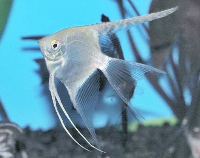 Ikan Manfish Silver
