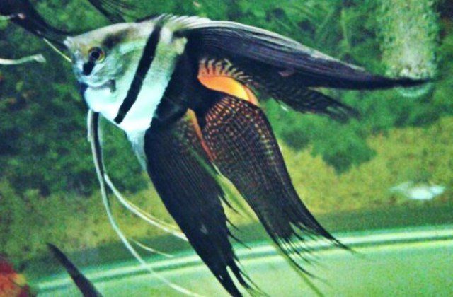 Ikan Manfish Slayer Black White