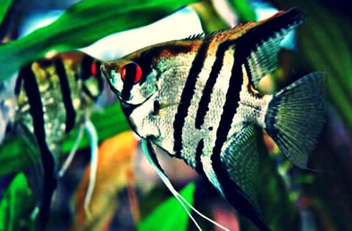 Ikan Manfish Zebra