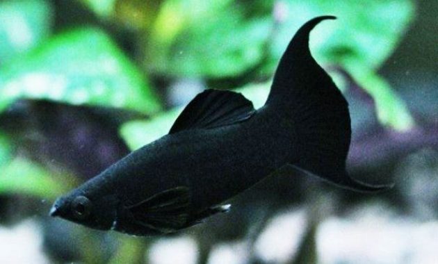 Ikan Black Molly