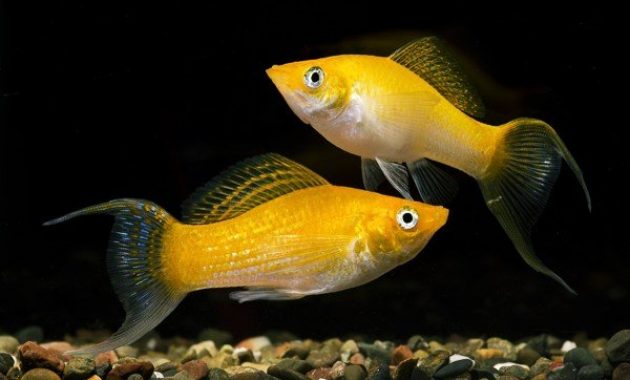 9900 Gambar Ikan Cupang Betina Dan Jantan HD Terbaik