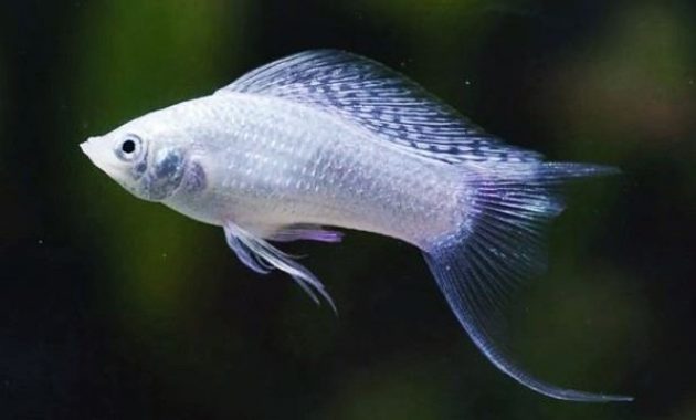 Ikan Silver Lyretail Molly