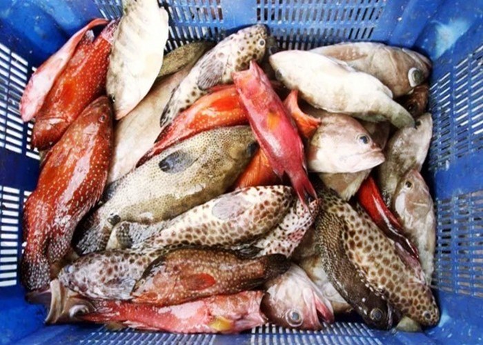 √ Daftar Harga Ikan Kerapu Terbaru Juli 2022 - Suka Ikan