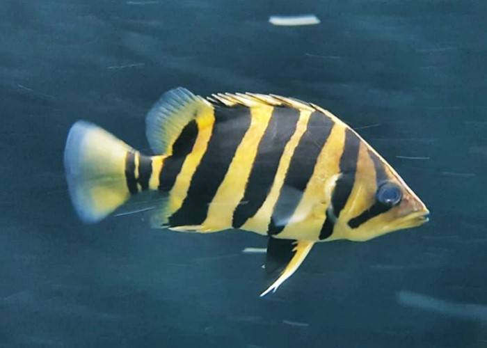 Ikan Datnoid (Tiger Fish)
