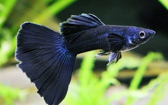 Ikan Guppy Black Moscow