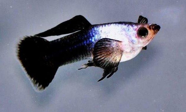 Jenis Dan Harga Ikan Guppy Terbaru Januari 2020 Suka Ikan