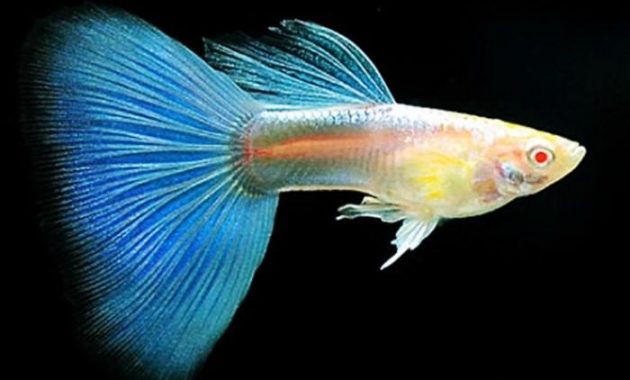 Jenis Dan Harga Ikan Guppy Terbaru Januari 2020 Suka Ikan