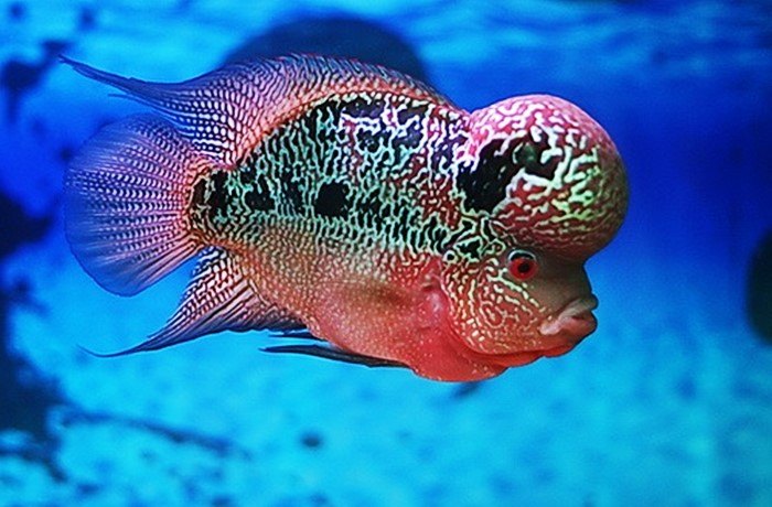 Ikan Hias Louhan