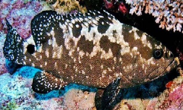 Ikan Kerapu Batik