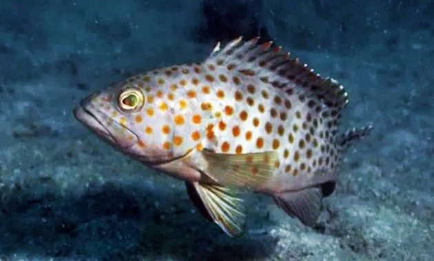 Ikan Kerapu Lumpur