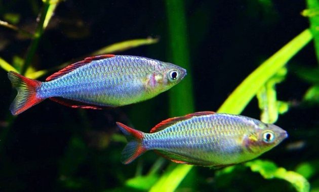 Ikan Pelangi (Rainbow Fish)