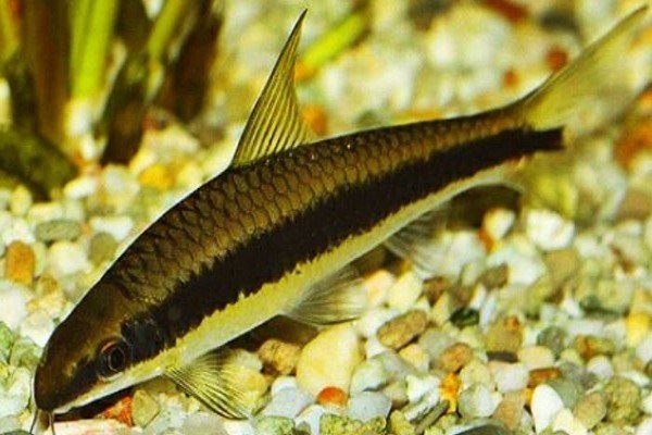 Ikan SAE (Siamese Alga Eater)
