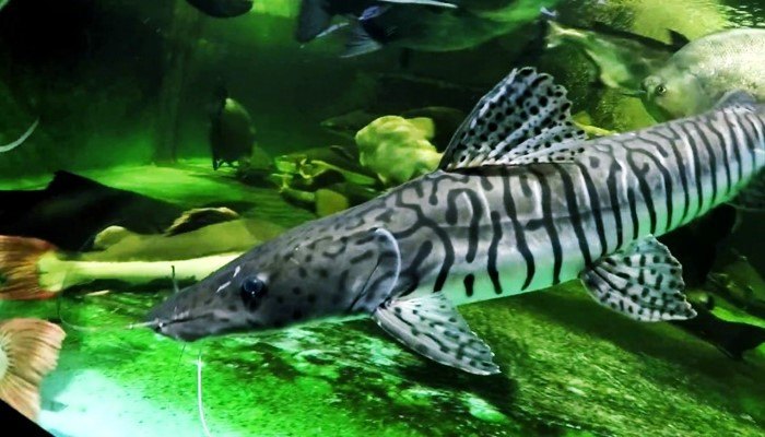 Ikan Tiger Shovelnose Catfish (TSN)