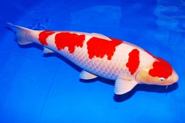 Ikan Koi Kohaku