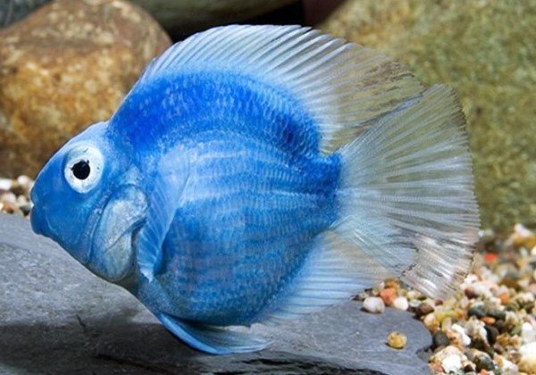 Ikan Parrot Biru