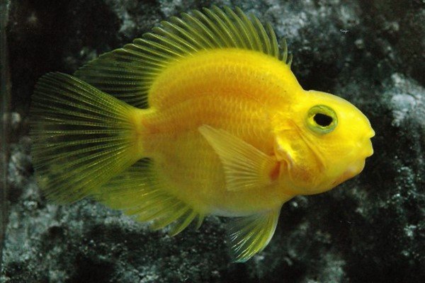 Ikan Parrot Kuning