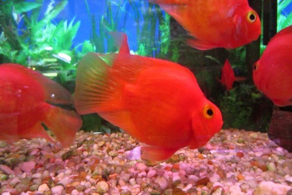 Ikan Parrot Merah