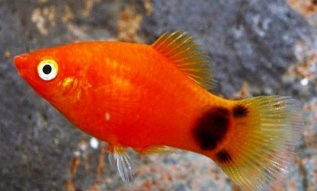 Ikan Platy Red Mickey Mouse