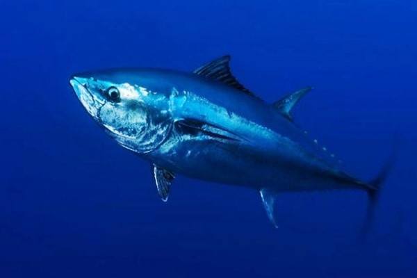 Ikan Tuna Sirip Biru