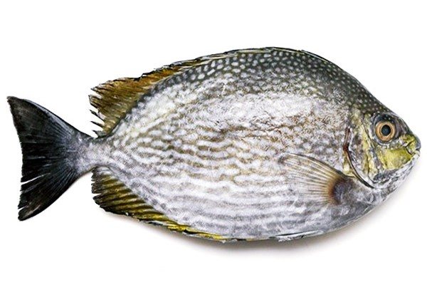 Ikan Baronang Segar