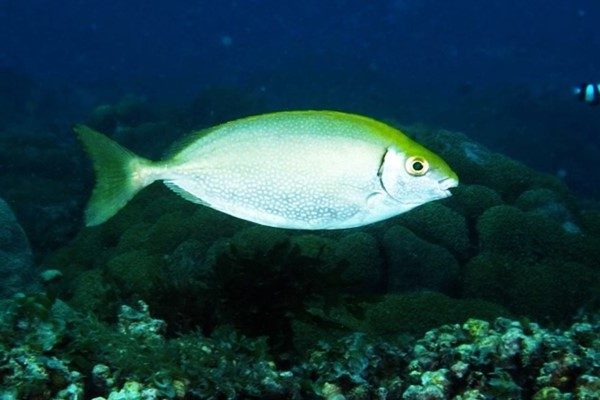 Ikan Baronang Susu (Siganus Fuscescens)
