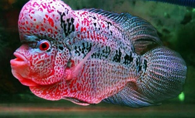 Ikan Louhan Cantik
