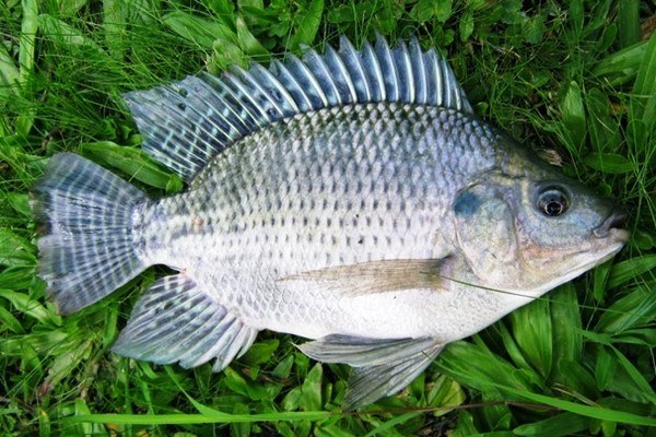 Ikan Mujair Segar