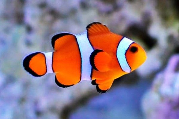 Ikan Nemo (Badut)