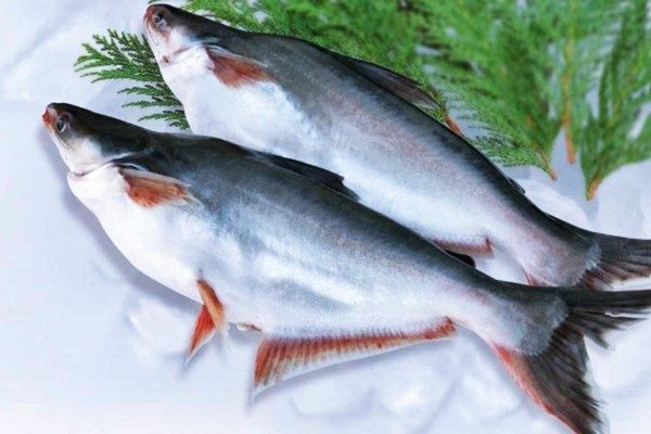 Update Daftar Harga Ikan Patin Terbaru Hari Ini Oktober 2021