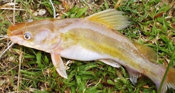 Ikan Baung Kuning