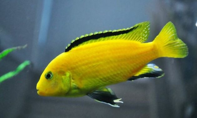 Ikan Lemon Electric Yellow Cichild